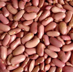 Light Red Kidney Beans