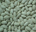 White Kidney Beans Midium Shape