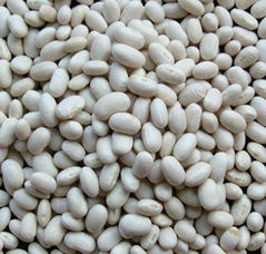 White Kidney Beans Japanese Type