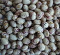 Light Speckled Kidney Beans Xinjiang