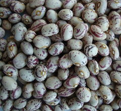 Light Speckled Kidney Beans Xinjiang Round