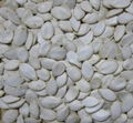 Snow White Pumpkin Seeds 1