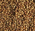 Roasted Buckwheat Kernel 1