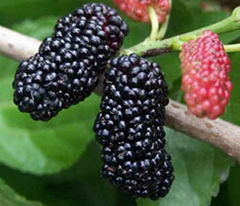 Mulberry fruit extract