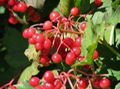 Cranberry extract