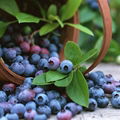 Bilberry extract 1