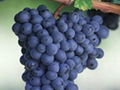 Grape seed extract