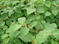 Giant knotweed extract 1