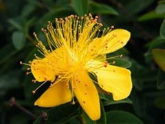 St.John's Wort extract