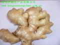 100g up Fresh & Air-dry Ginger