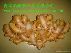 150g up Fresh & Air-dry Ginger