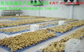 200g up Fresh & Air-dry Ginger 1