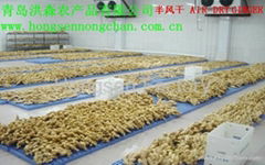 200g up Fresh & Air-dry Ginger