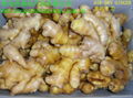 300g up Fresh & Air-dry Ginger 3