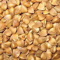 Roasted  Buckwheat  Kernel