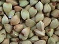 Hulled  Buckwheat  Kernel