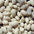 White Kidney Bean 1