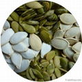 Snow White Pumpkin Seeds & Kernel 1