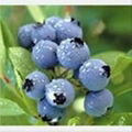 Bilberry extract