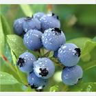 Bilberry extract