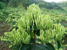 HoneySuchle Flowers Extract