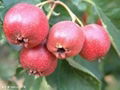 Hawthorn Berry P.E 1