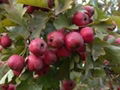 Hawthorn Berry P.E 2