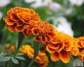 Marigold P.E.