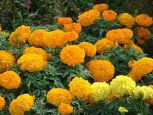 Marigold P.E. 2