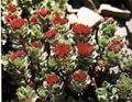 Rhodiola rosea extract