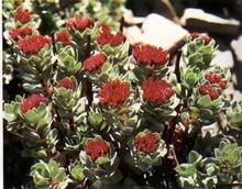 Rhodiola rosea extract