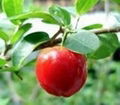 Acerola cherry extract