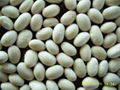 White Kidney Bean P.E 5