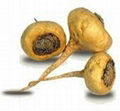 Maca extract.