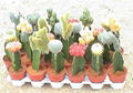 Catus&Succeulents 3