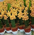 Cactus & Succulents 2