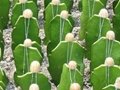 Cactus & Succulents 3