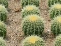 Cactus & Succulents 4