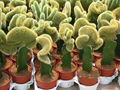 Catus 3