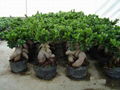 Ficus 3