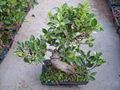 Ficus