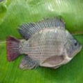 Frozen Black Tilapia Fish Whole Round