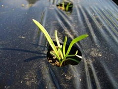 PE Seedling agricultural mulching film with needle hole