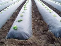 clear perforated biodegradable agricultural mulch film