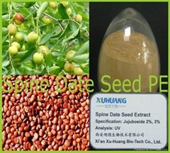 Spine Date Seed Extract 