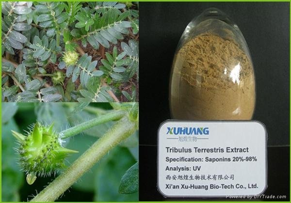  Tribulus Terrestris Extract Saponins 20%--98% 1