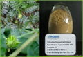 Tribulus Terrestris Extract Saponins