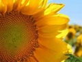 Sunflower oil