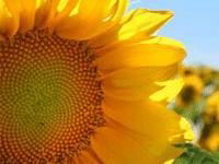 Sunflower oil