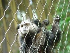 zoo animal cage mesh 4